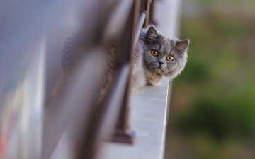 кот, кошка, взгляд, балкон, голова, британская, длинношерстная