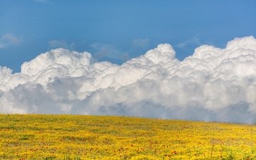небо, цветы, облака, поле