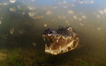 река, рыбы, зубы, бразилия, крокодил, аллигатор, caiman, пантанал, мату-гросу