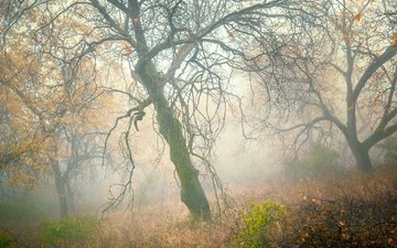 деревья, лес, туман, склон, осень