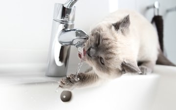 вода, кошка, котенок, британский, жажда, кран, короткошерстный, смеситель