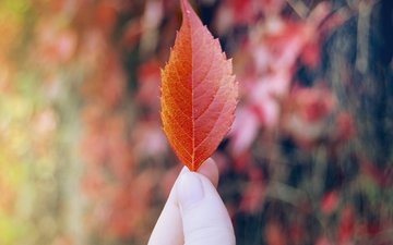 рука, листок, осень, красный, лист, пальцы