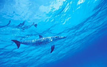 вода, море, дельфин, подводный мир