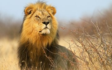кусты, взгляд, африка, хищник, лев