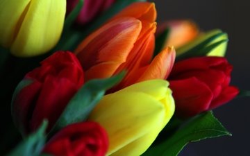 цветы, листья, лепестки, весна, букет, тюльпаны
