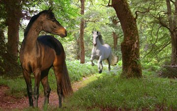 природа, лес, лошади