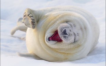 снег, белый, тюлень, довольный, морской котик, смешной