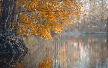деревья, река, листья, утро, туман, осень