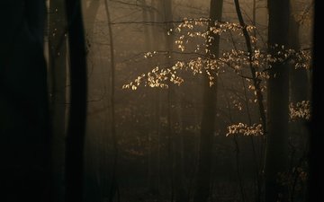 деревья, лес, ветки, солнечный свет