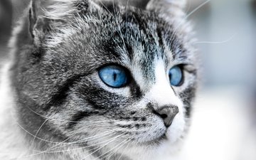 глаза, морда, кошка, луна, синие