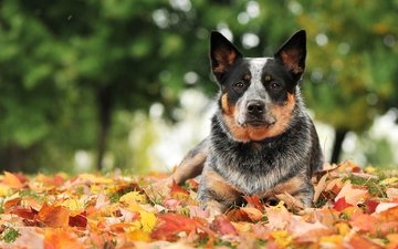 листья, взгляд, осень, собака, австралийская пастушья