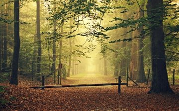 дорога, деревья, лес, листья, туман, осень, забор, ворота, тег дорога