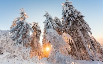 свет, деревья, солнце, снег, природа, лес, зима