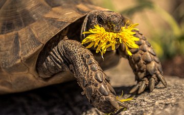 желтый, цветок, черепаха, одуванчик, tortoise