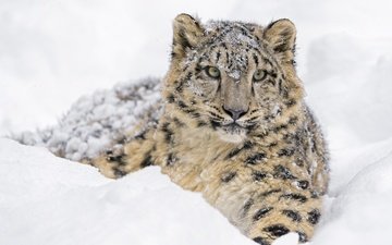 морда, снег, зима, лежит, хищник, снежный барс, ирбис, зоопарк, дикая кошка, молодой, детеныш, снежный леопард