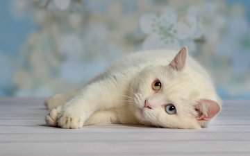 глаза, кот, белый, отдых, лень