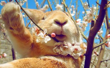 небо, цветение, весна, кролик