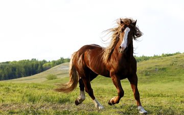 небо, лошадь, трава, природа, животное, конь
