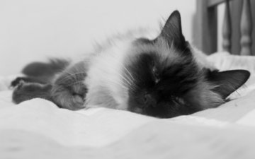 морда, макро, кот, кошка, взгляд, чёрно-белое, кровать