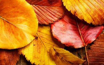 природа, листья, макро, осень, красные листья, желтые листья, осенние листья