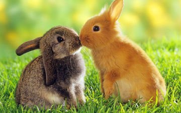 пара, кролики, поцелуй, милые