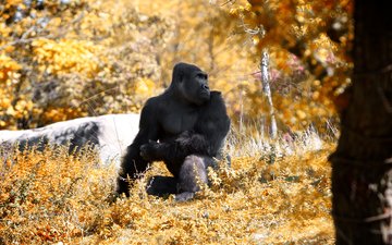 лес, осень, животное, обезьяна, горилла, примат, black gorilla