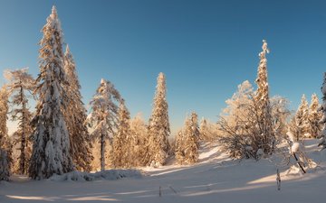 деревья, снег, лес, зима