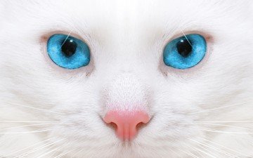 кот, кошка, голубые глаза, белая