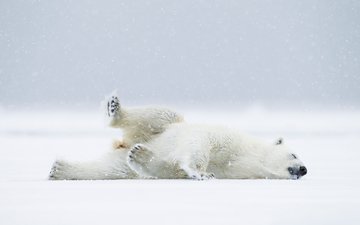 снег, полярный медведь, медведь, хищник, белый медведь
