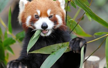 природа, листва, бамбук, животное, красная панда