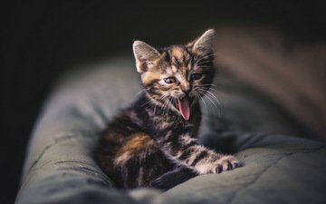 кошка, котенок, язык, подушка, зевота, высунутый