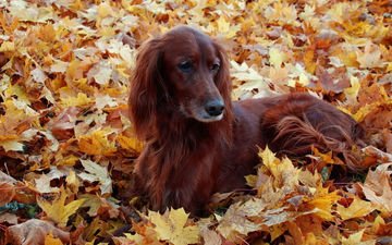 листья, осень, собака, ирландский сеттер