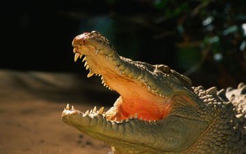 зубы, крокодил, пасть, рептилия, пресмыкающиеся, аллигатор