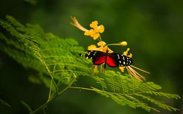 макро, насекомое, цветок, бабочка, крылья, растение