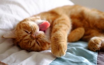 кот, усы, кошка, лежит, кровать, рыжий, язык, лапки, ленивый