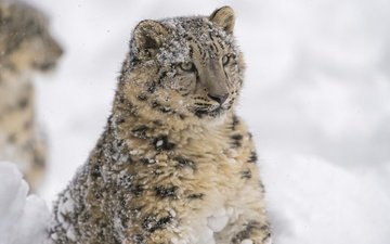 морда, портрет, хищник, снежный барс, ирбис, барс, дикая кошка, снежный леопард