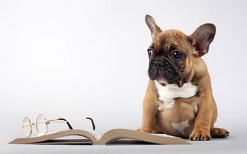 мордочка, очки, собака, щенок, книга, лапки, мопс