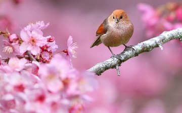 цветы, ветка, природа, птица, клюв, весна