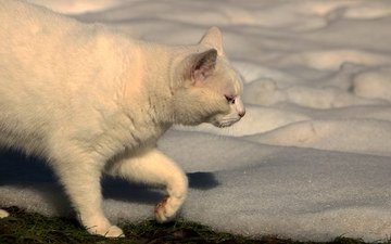 снег, кот, кошка, белый, ошка