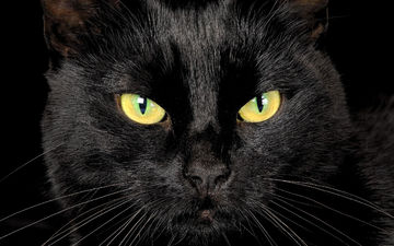глаза, кот, мордочка, взгляд, черный
