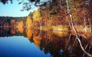 деревья, озеро, природа, осень