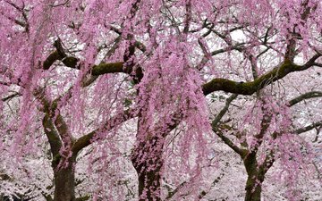 цветы, деревья, цветение, ветки, весна, сакура