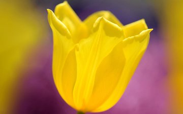 желтый, макро, цветок, весна, тюльпан
