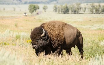 природа, пейзаж, рога, бизон, plains bison, степной бизон, буффало