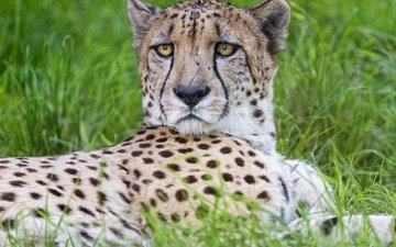 трава, взгляд, хищник, большая кошка, гепард, © tambako jaguar