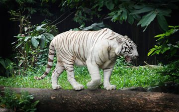тигр, дикая кошка, белый тигр