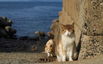берег, мордочка, коты, кошки, лапки, бездомные