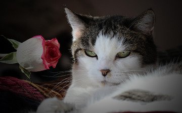 цветок, кот, мордочка, усы, роза, кошка, взгляд