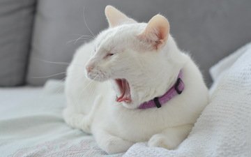 кот, мордочка, усы, кошка, взгляд, белый, ошейник, язык, зевает