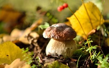 природа, осень, гриб, ягоды, белый гриб, осенние листья